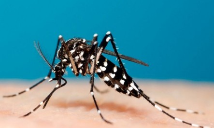 Mosquito Zika